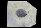 Rare, Trigonocerca Piochensis - Fillmore Formation, Utah #94738-1